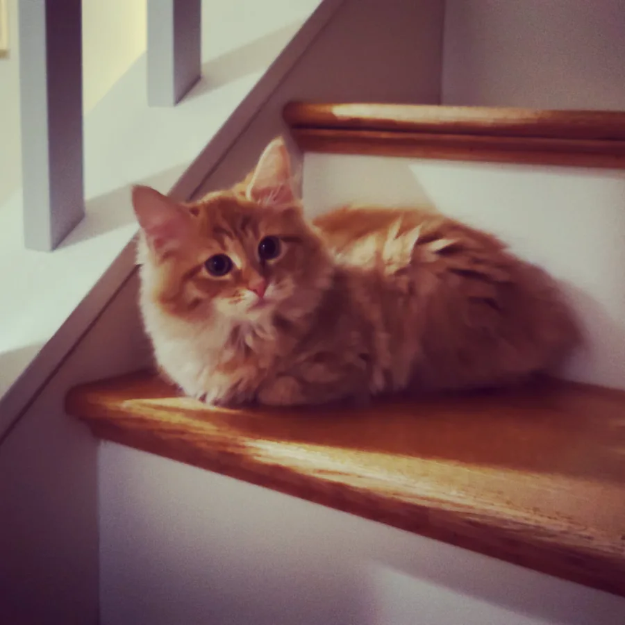 Gambit, an orange tabby kitten, lying on a wooden stair tread