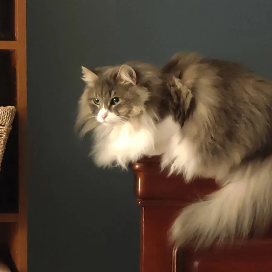 Georgie, a fluffy grey and white cat, perched on the back of a chair