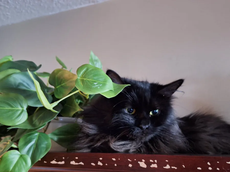 Pip, a fluffy black cat, lying on a shelf beside a pothos plant